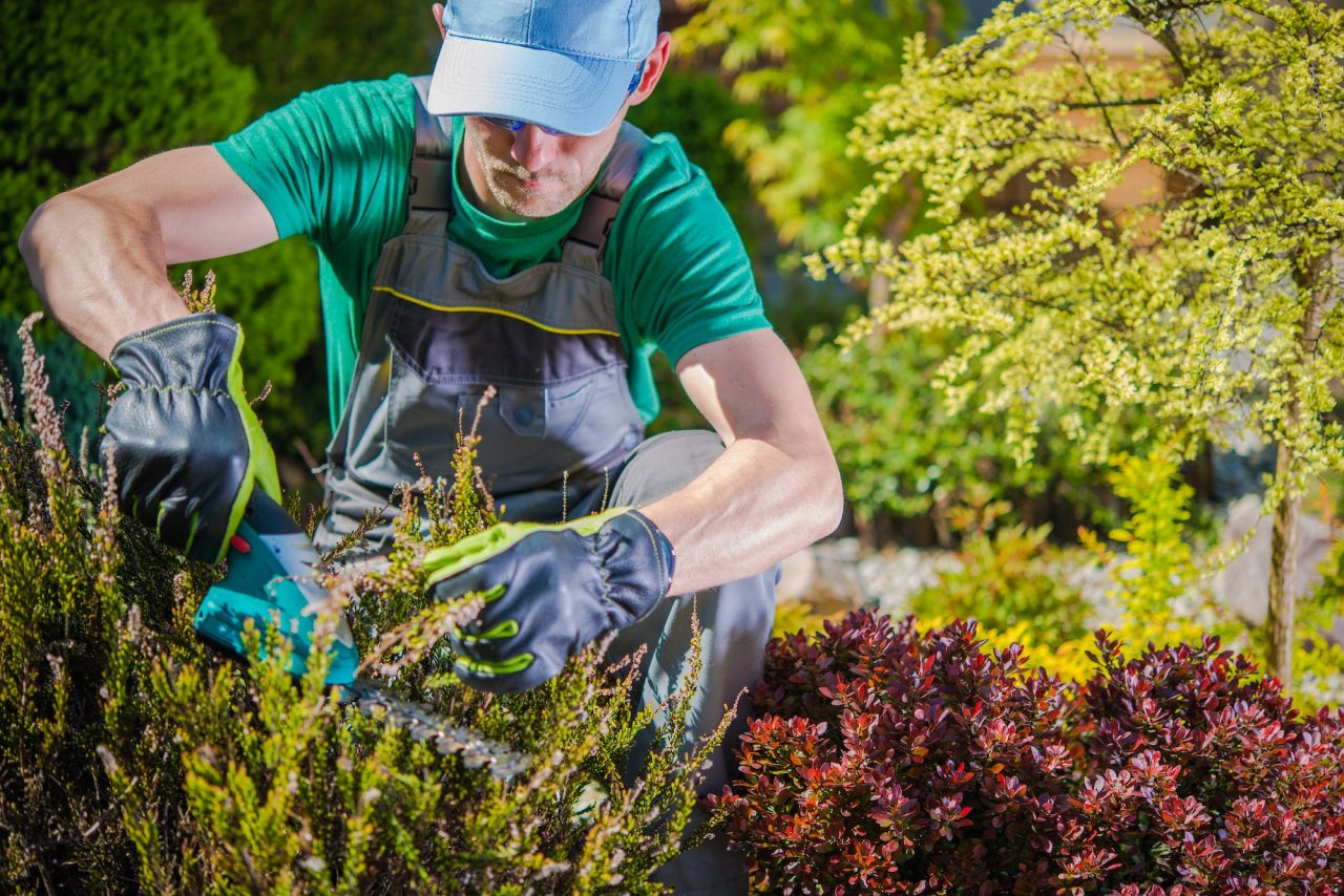 A man in blue hat and apron pruning bushes.